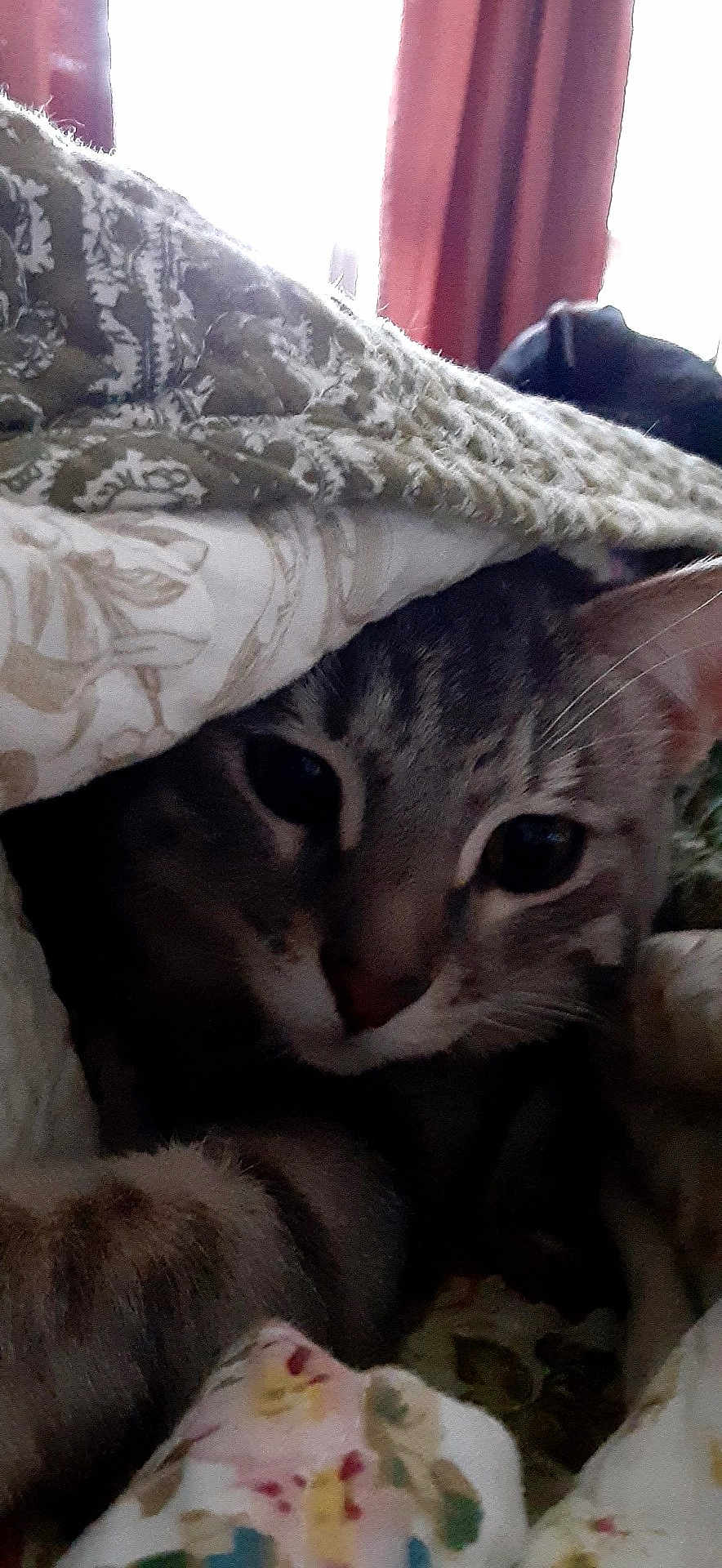 Ellie Mae is registered to the contest to win money with this photo: cat, animal, pet, feline, blanket, pattern, indoor, cozy, fur, face, eyes, curious, striped, resting, comfort, home, soft, closeup, hiding, warm