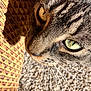 animal, carpet, cat, close_up, curious, domestic_cat, face, fur, green_eyes, indoor, macro, patterned_furniture, pet, portrait, shadow, striped_fur, sunlight, tabby_cat, texture, whiskers