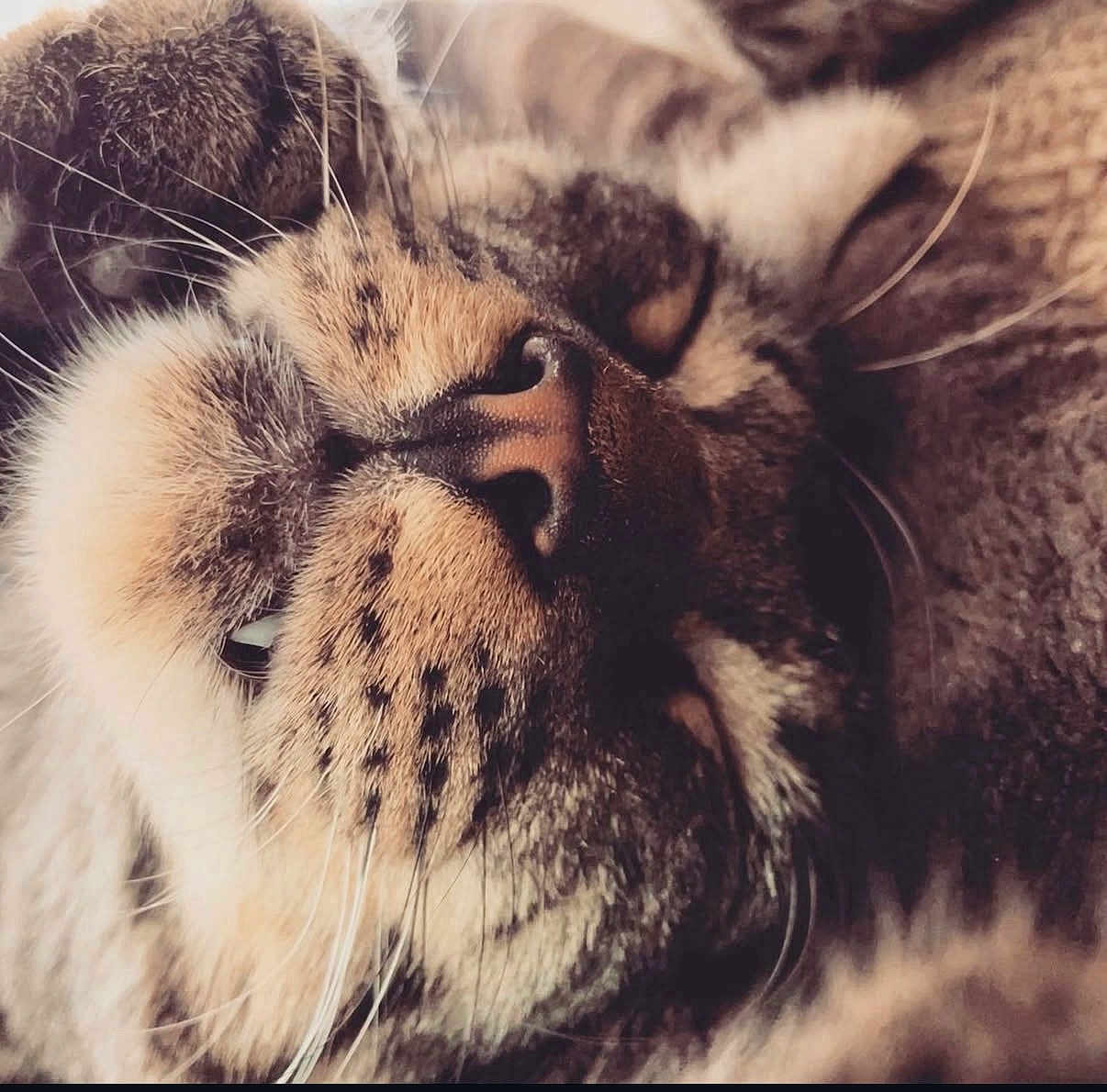 Loaf is registered to the contest to win money with this photo: animal, cat, close_up, cozy, cute, face, feline, fur, indoor, mammal, nose, peaceful, pet, portrait, relaxation, resting, sleeping, soft_light, tabby, whiskers