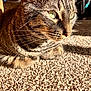 Loaf is registered to the contest to win money with this photo: animal, carpet, cat, close_up, cozy, domestic_cat, feline, focused, fur, green_eyes, indoor, mammal, pet, portrait, relaxed, sitting, sunlight, tabby_cat, warm_light, whiskers