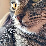 Loaf is registered to the contest to win money with this photo: animal, cat, close_up, curious, domestic_cat, ears, face, feline, fur, green_eyes, indoor, muzzle, nose, pet, portrait, soft_light, striped_fur, tabby_cat, whiskers, yellow_eyes