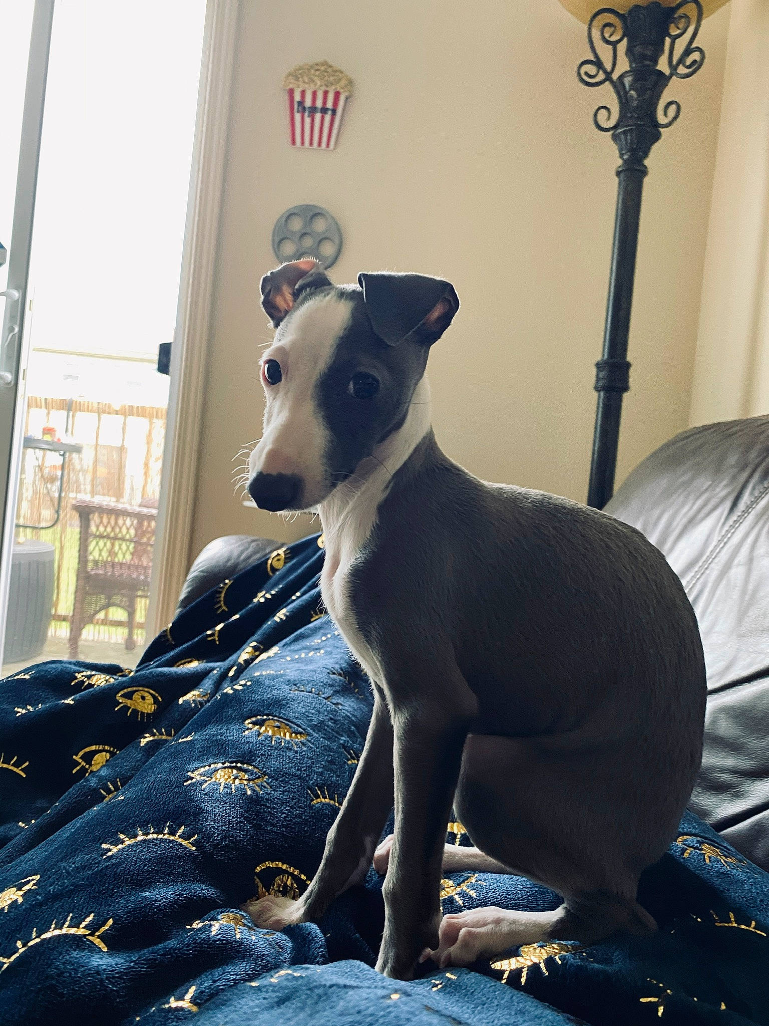 Lucky joined the competition — help win amazing prizes! canidae, carnivore, chippiparai, companion_dog, dog, dog_breed, galgo_espanol, hortaya_borzaya, italian_greyhound, longhaired_whippet, lurcher, magyar_agar, mammal, mudhol_hound, polish_greyhound, sighthound, sloughi, snout, vertebrate, whippet