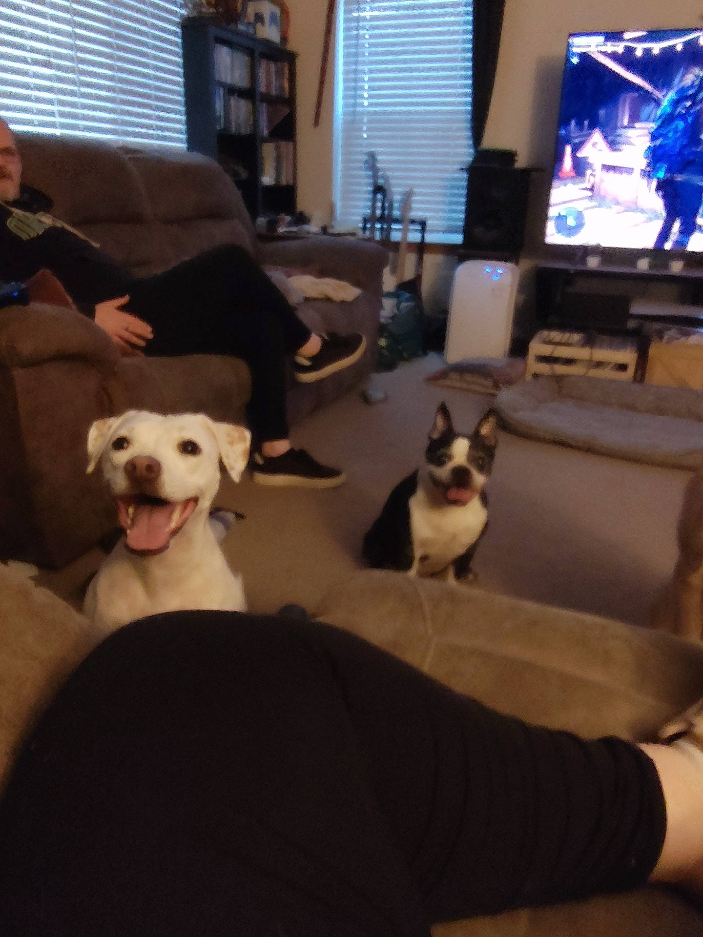 Mezzy is registered to the contest to win money with this photo: animal, architecture, building, canine, clothing, computerhardware, couch, dog, electronics, footwear, furniture, hardware, indoors, livingroom, monitor, pet, room, screen, shoe, tv