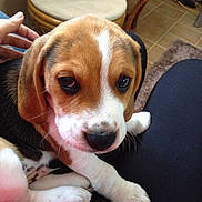 Junior a rejoint le concours — aidez-le/la à gagner de superbes lots !