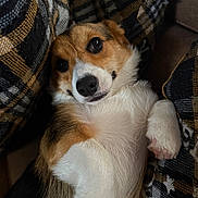 Mochi joined the competition — help win amazing prizes! dog, corgi, pet, lying_down, couch, plaid, cushion, fur, closeup, indoor, cute, relaxed, animal, paw, snout, ears, face, whiskers, companion, cozy