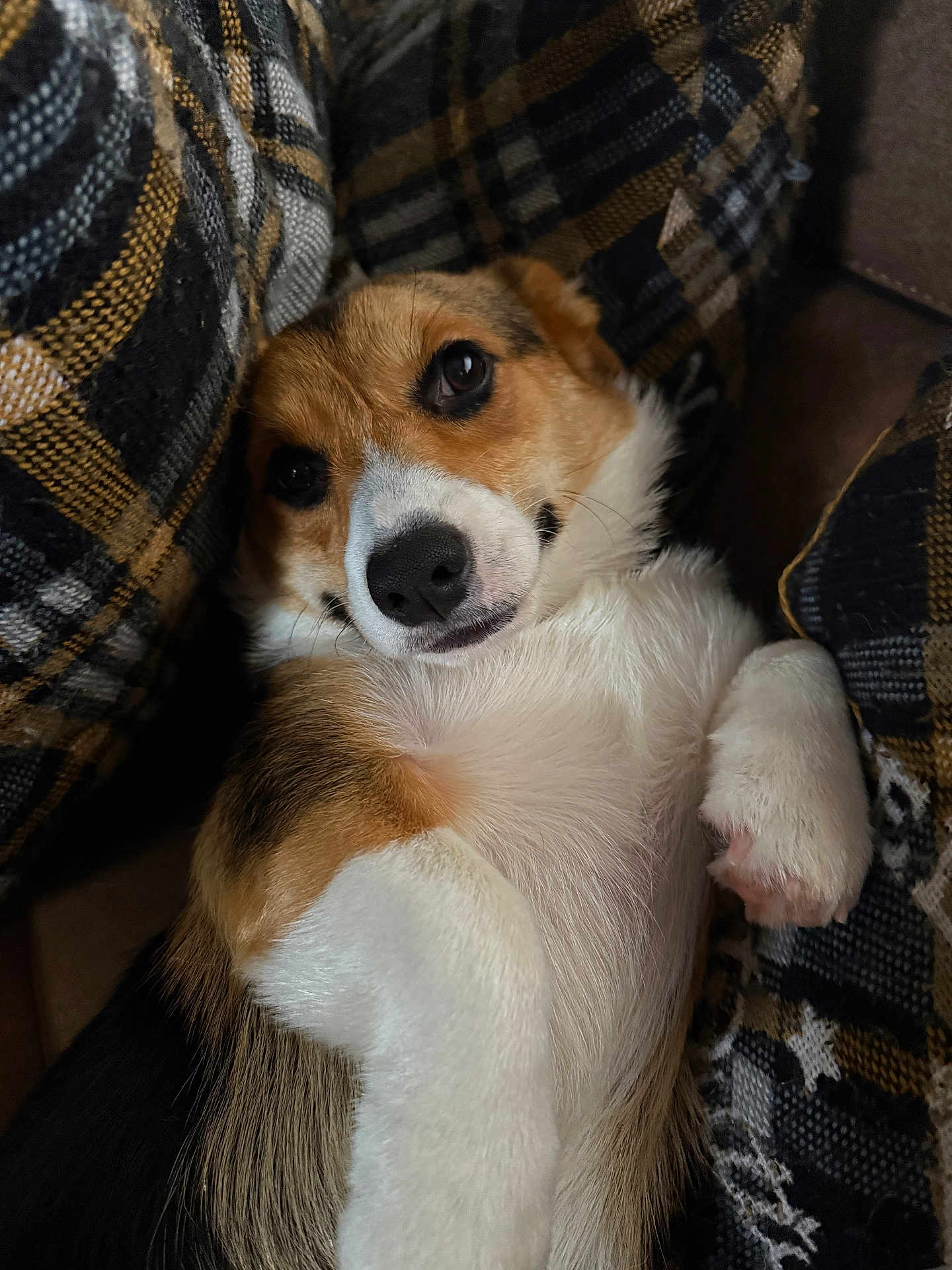 Mochi joined the competition — help win amazing prizes! dog, corgi, pet, lying_down, couch, plaid, cushion, fur, closeup, indoor, cute, relaxed, animal, paw, snout, ears, face, whiskers, companion, cozy