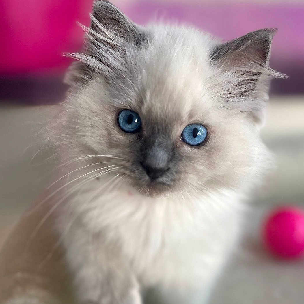 Safron is registered to the contest to win money with this photo: angora, animal, cat, doll, kitten, manx, pet, siamese, toy