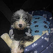 Sammy is registered to the contest to win money with this photo: adorable, animal, black_and_white, comfort, cozy, curly_fur, cute, dim_light, dog, dog_bed, fur, indoor, looking_at_camera, paw_prints, pet, plush_toy, puppy, seated, small_dog, sweater
