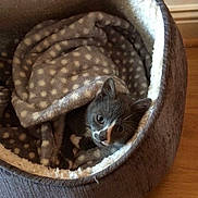 Smokey is registered to the contest to win money with this photo: