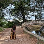 Aiko participe au concours pour gagner de l'argent avec cette photo : dog, german_shepherd, puppy, sitting, harness, path, gravel, stone_bridge, canal, water, trees, forest, outdoor, nature, tongue_out, ears_up, bench, sky, flower, park