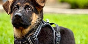 Aiko participe au concours pour gagner de l'argent avec cette photo : puppy, german_shepherd, dog, pet, grass, harness, outdoor, portrait, cute, curious, young_dog, floppy_ears, black_and_tan, close_up, lawn, nature, leash, garden, fur, nose