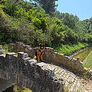 Aiko a rejoint le concours — aidez-le/la à gagner de superbes lots ! dog, german_shepherd, bridge, stone_bridge, canal, water, greenery, trees, forest, outdoor, sunny, tongue_out, sitting, leash, collar, moss, ruins, nature, summer, animal
