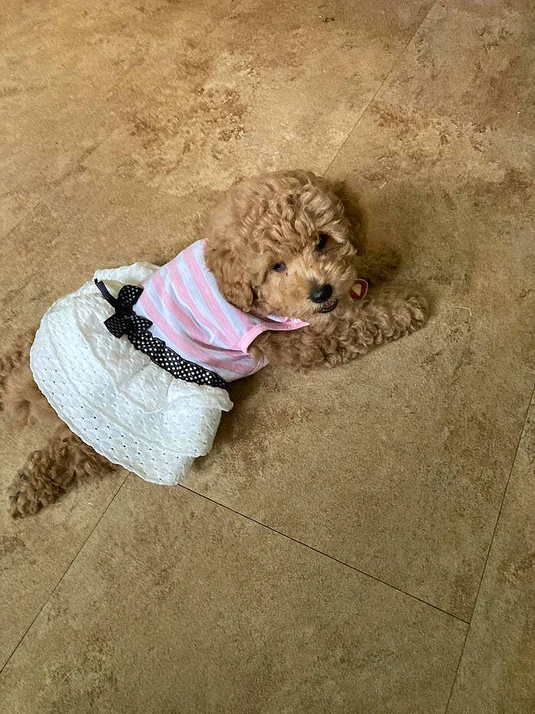 Shuga joined the competition — help win amazing prizes! canidae, carnivore, circle, companion_dog, dog, dog_breed, dog_clothes, dog_collar, dog_supply, fawn, fur, liver, personal_protective_equipment, pet_supply, snout, sporting_group, terrier, toy_dog, water_dog, working_animal