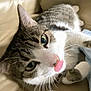 Smokey is registered to the contest to win money with this photo: cat, close_up, tongue_out, tabby, white_fur, green_eyes, whiskers, pet, indoor, soft_surface, curious, lying_down, feline, cute, animal, playful, domestic_cat, mammal, face, fur
