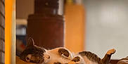 Smokey joined the competition — help win amazing prizes! cat, tabby, sleeping, couch, leather, lamp, indoor, cozy, relaxed, pet, feline, fur, home, animal, resting, soft, warm_light, comfortable, domestic, living_room