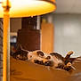 cat, tabby, sleeping, couch, leather, lamp, indoor, cozy, relaxed, pet, feline, fur, home, animal, resting, soft, warm_light, comfortable, domestic, living_room