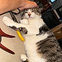 Smokey joined the competition — help win amazing prizes! cat, animal, pet, tabby, white_fur, striped_fur, lying_down, hand, human, tool, pliers, clamp, indoor, furniture, relaxed, face, paw, closeup, cozy, resting