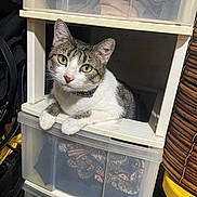 Smokey joined the competition — help win amazing prizes! cat, pet, plastic_drawer, indoor, curious, feline, storage, clutter, furniture, household, animal, whiskers, ears, eyes, paws, tabby, white_fur, collar, looking, sitting