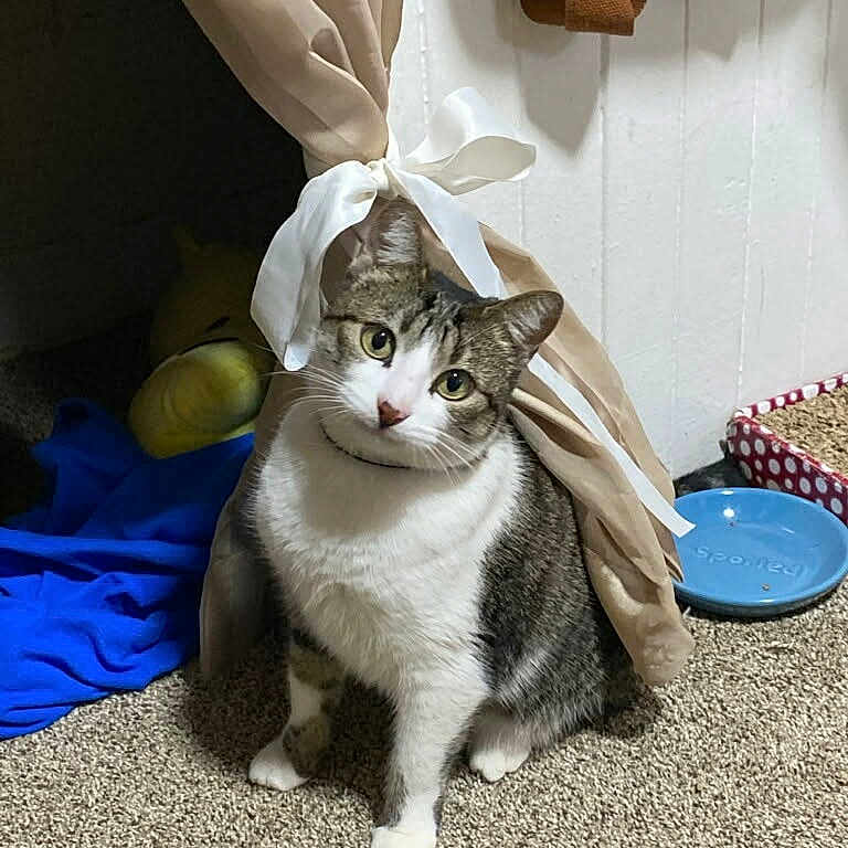 Smokey joined the competition — help win amazing prizes! animal, blue_blanket, carpet, cat, cozy, curious, curtain, feline, floor, food_dish, home, indoor, pet, plush_toy, polka_dot, ribbon, sitting, tabby_cat, white_chest, white_paws