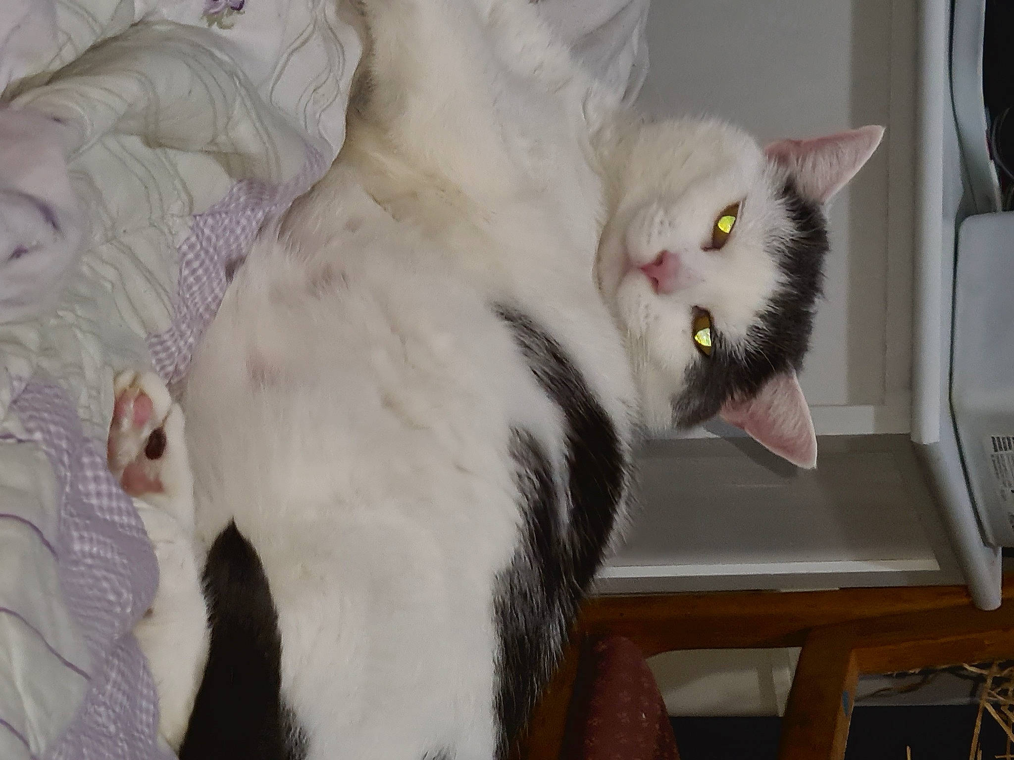 Sasha joined the competition — help win amazing prizes! carnivore, cat, cat_supply, comfort, domestic_short_haired_cat, felidae, fur, paw, small_to_medium_sized_cats, snout, tail, whiskers