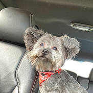 Finn is registered to the contest to win money with this photo: dog, pet, car_interior, leather_seat, bandana, gray_coat, fluffy, cute, animal, portrait, domestic_animal, sitting, looking_up, furry, companion, vehicle, head, ears, eyes, snout