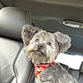 dog, pet, car_interior, leather_seat, bandana, gray_coat, fluffy, cute, animal, portrait, domestic_animal, sitting, looking_up, furry, companion, vehicle, head, ears, eyes, snout