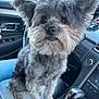 Finn is registered to the contest to win money with this photo: dog, pet, car_interior, steering_wheel, gear_shift, lap, furry, gray_fur, cute, animal, sitting, looking, indoors, human_leg, casual, closeup, companion, transportation, window, seat
