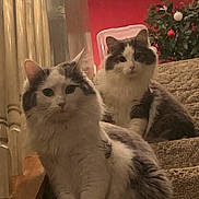 Allie And Kj is registered to the contest to win money with this photo: cat, cats, fluffy, long_hair, white, gray, pet, animals, staircase, indoor, christmas, christmas_tree, ornaments, home, portrait, sitting, looking_at_camera, carpet, holiday_decor, cozy