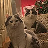 cat, cats, fluffy, long_hair, white, gray, pet, animals, staircase, indoor, christmas, christmas_tree, ornaments, home, portrait, sitting, looking_at_camera, carpet, holiday_decor, cozy