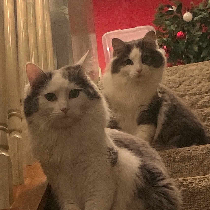 Allie And Kj