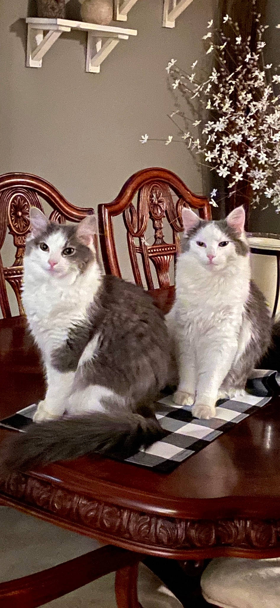 Allie-kj joined the competition — help win amazing prizes! carnivore, cat, chair, comfort, domestic_short_haired_cat, door, felidae, fur, mammal, plant, sitting, small_to_medium_sized_cats, table, tail, tree, vertebrate, whiskers, white, window, wood