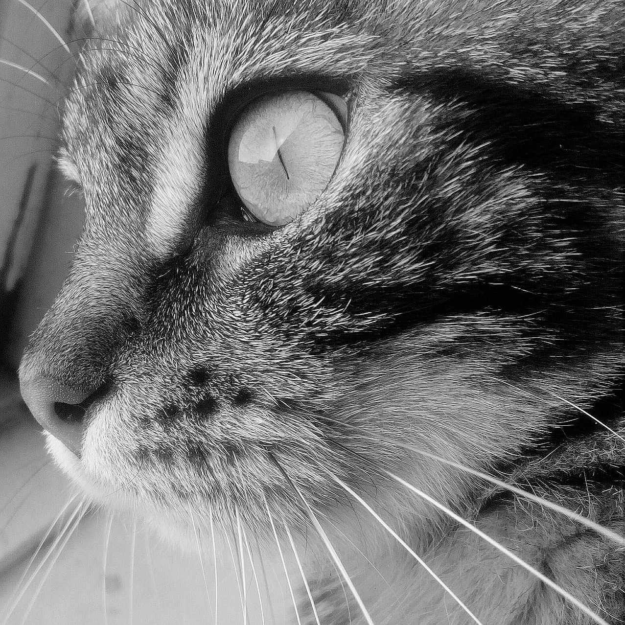 Grizouille a rejoint le concours — aidez-le/la à gagner de superbes lots ! asian, black, black_and_white, carnivore, cat, close_up, domestic_short_haired_cat, eye, felidae, fur, monochrome, monochrome_photography, nose, organ, photography, small_to_medium_sized_cats, snout, tabby_cat, whiskers, white