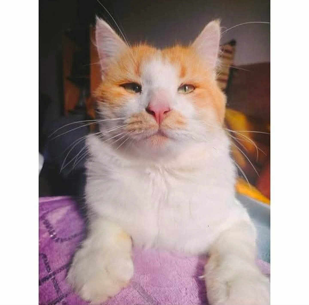 Loulou a rejoint le concours — aidez-le/la à gagner de superbes lots ! cat, orange_and_white, fluffy, pet, animal, closeup, whiskers, pink_nose, indoor, blanket, fur, paw, cute, relaxed, portrait, mammal, feline, domestic_cat, resting, soft