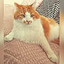 Loulou participe au concours pour gagner de l'argent avec cette photo : cat, orange_and_white, fluffy, pet, animal, relaxing, indoor, blanket, cushion, feline, resting, cute, soft_texture, cozy, fur, whiskers, paw, domestic_cat, mammal, home