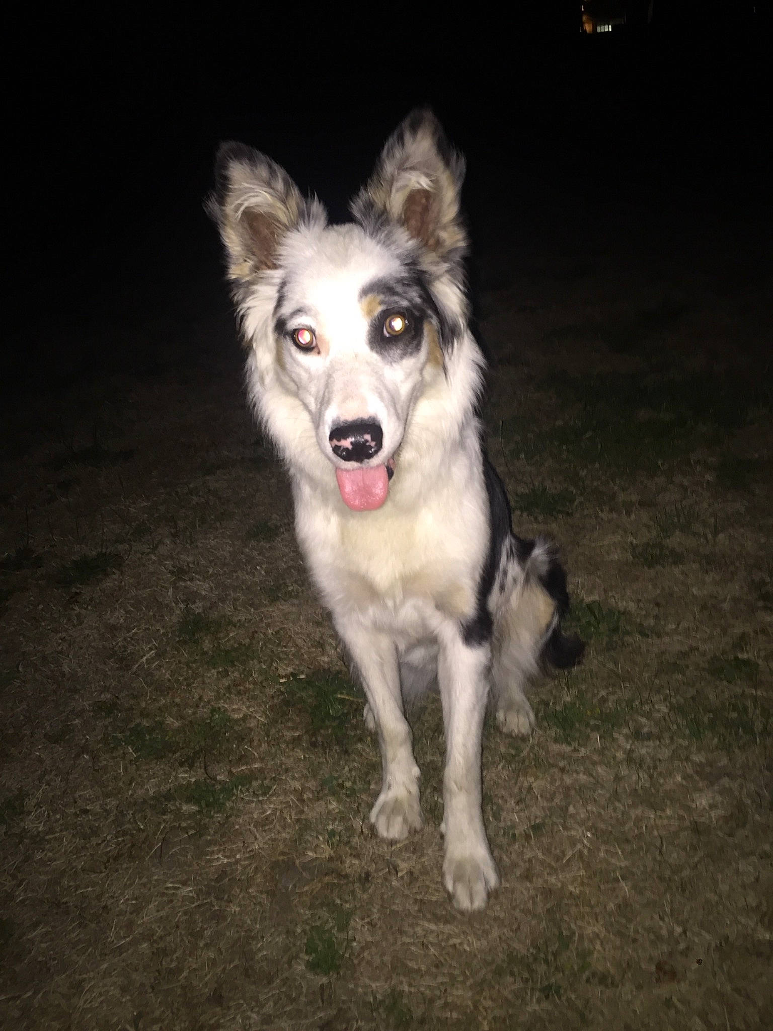 Isis participe au concours pour gagner de l'argent avec cette photo : canidae, carnivore, companion_dog, darkness, dog, dog_breed, flash_photography, fur, grass, sled_dog, snout, sporting_group, whiskers, working_dog