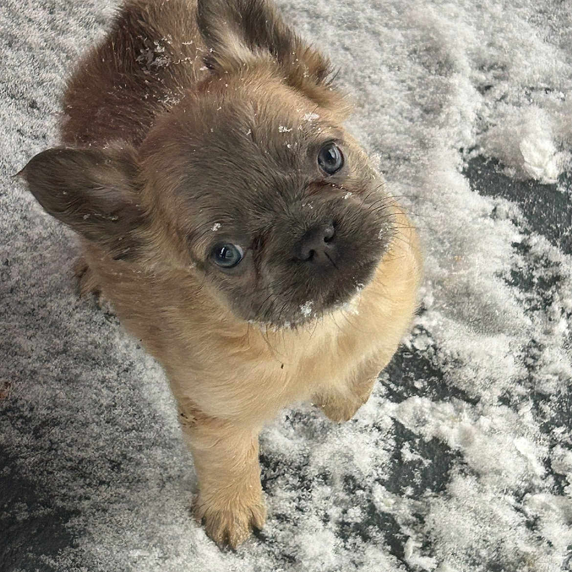 Apollo is registered to the contest to win money with this photo: adorable, animal, canine, curious, cute, dog, ears, face, fur, looking_up, outdoor, paw, pet, playful, puppy, small, snow, wet, winter, young