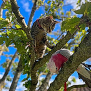 Tigrou a rejoint le concours — aidez-le/la à gagner de superbes lots ! cat, parrot, cockatoo, galah, tree, branch, leaves, blue_sky, outdoor, pet, animal, feline, bird, perched, collar, bark, sunlight, depth_of_field, curious, nature