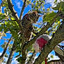 cat, parrot, cockatoo, galah, tree, branch, leaves, blue_sky, outdoor, pet, animal, feline, bird, perched, collar, bark, sunlight, depth_of_field, curious, nature