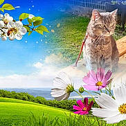 Caly a rejoint le concours — aidez-le/la à gagner de superbes lots ! cat, tabby_cat, bench, flowers, white_flower, pink_flower, green_grass, blue_sky, leaf, bee, tree, nature, outdoor, garden, spring, sunlight, landscape, fence, meadow, plant