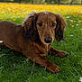 Lola is registered to the contest to win money with this photo: dog, dachshund, pet, animal, brown_fur, floppy_ears, nose, eyes, grass, wildflower, meadow, field, outdoor, portrait, close_up, bokeh, nature, spring, trees, sunlight