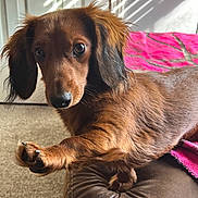 Lola joined the competition — help win amazing prizes! dog, dachshund, pet, brown_fur, long_hair, paw, paws, nose, eyes, whiskers, indoor, sunlight, shadow, blanket, ottoman, close_up, portrait, looking_at_camera, furniture, cute