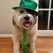 Rudy joined the competition — help win amazing prizes! dog, hat, tie, green, happy, tongue_out, indoor, floor, wood_floor, pet, celebration, festive, st_patricks_day, costume, smiling, cute, animal, portrait, face, sitting