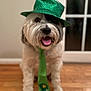 dog, hat, tie, green, happy, tongue_out, indoor, floor, wood_floor, pet, celebration, festive, st_patricks_day, costume, smiling, cute, animal, portrait, face, sitting