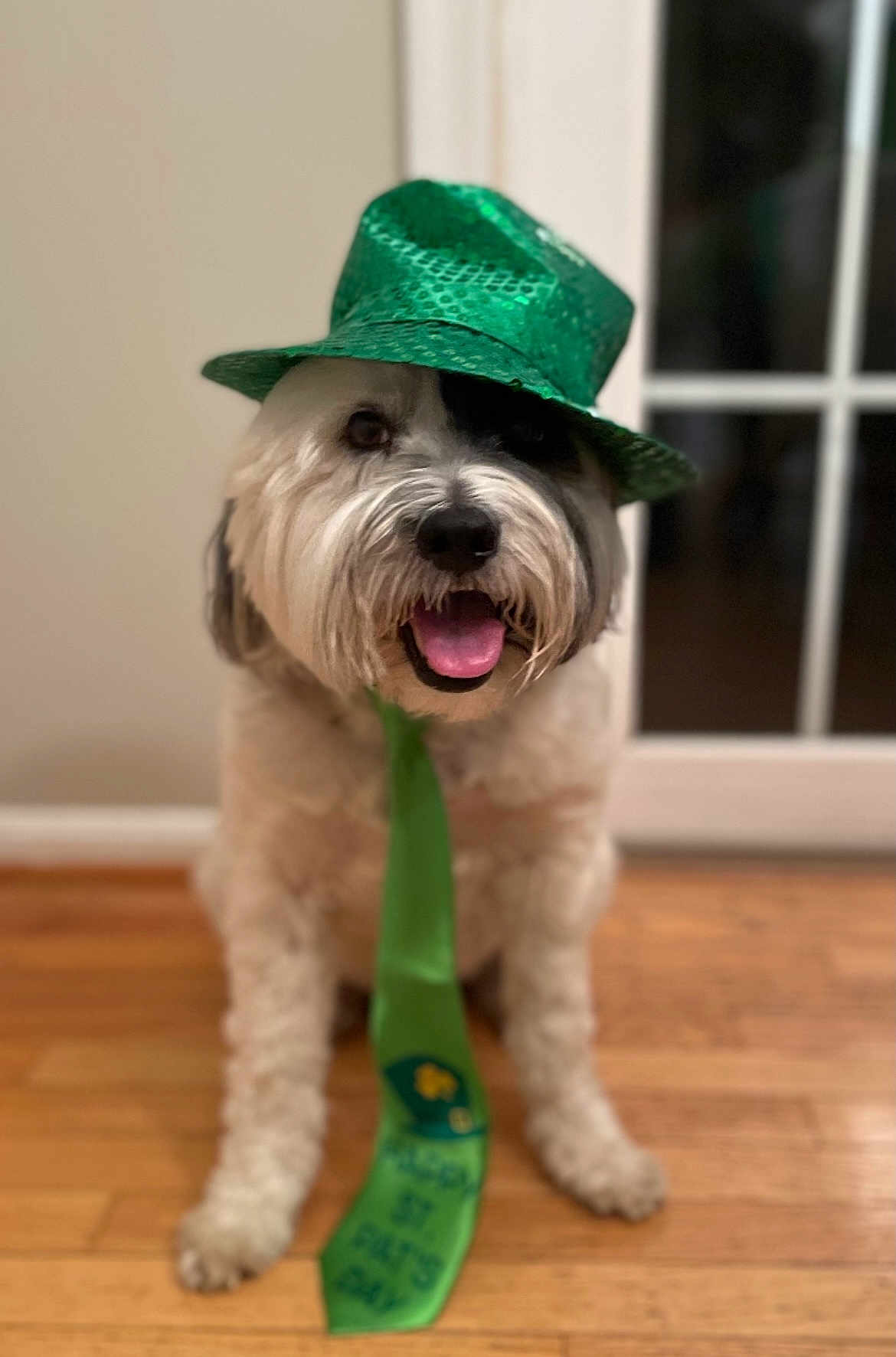 Rudy joined the competition — help win amazing prizes! dog, hat, tie, green, happy, tongue_out, indoor, floor, wood_floor, pet, celebration, festive, st_patricks_day, costume, smiling, cute, animal, portrait, face, sitting