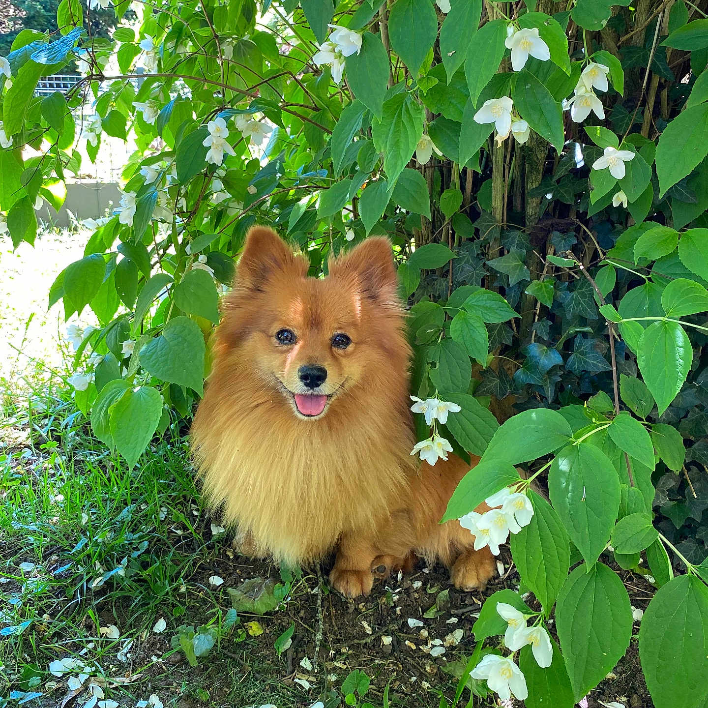 Pikito participe au concours pour gagner de l'argent avec cette photo : animal, canine, dog, face, flower, grass, green, head, herbal, herbs, leaf, person, pet, petal, photography, plant, portrait, puppy, soil, vegetation