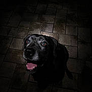 Bella joined the competition — help win amazing prizes! animal, black_dog, brick_floor, canine, close_up, dark_background, dog, friendly, gray_hair, happy, looking_up, muzzle, night, outdoor, pavement, pet, portrait, smiling, spotlight, tongue_out