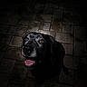 animal, black_dog, brick_floor, canine, close_up, dark_background, dog, friendly, gray_hair, happy, looking_up, muzzle, night, outdoor, pavement, pet, portrait, smiling, spotlight, tongue_out