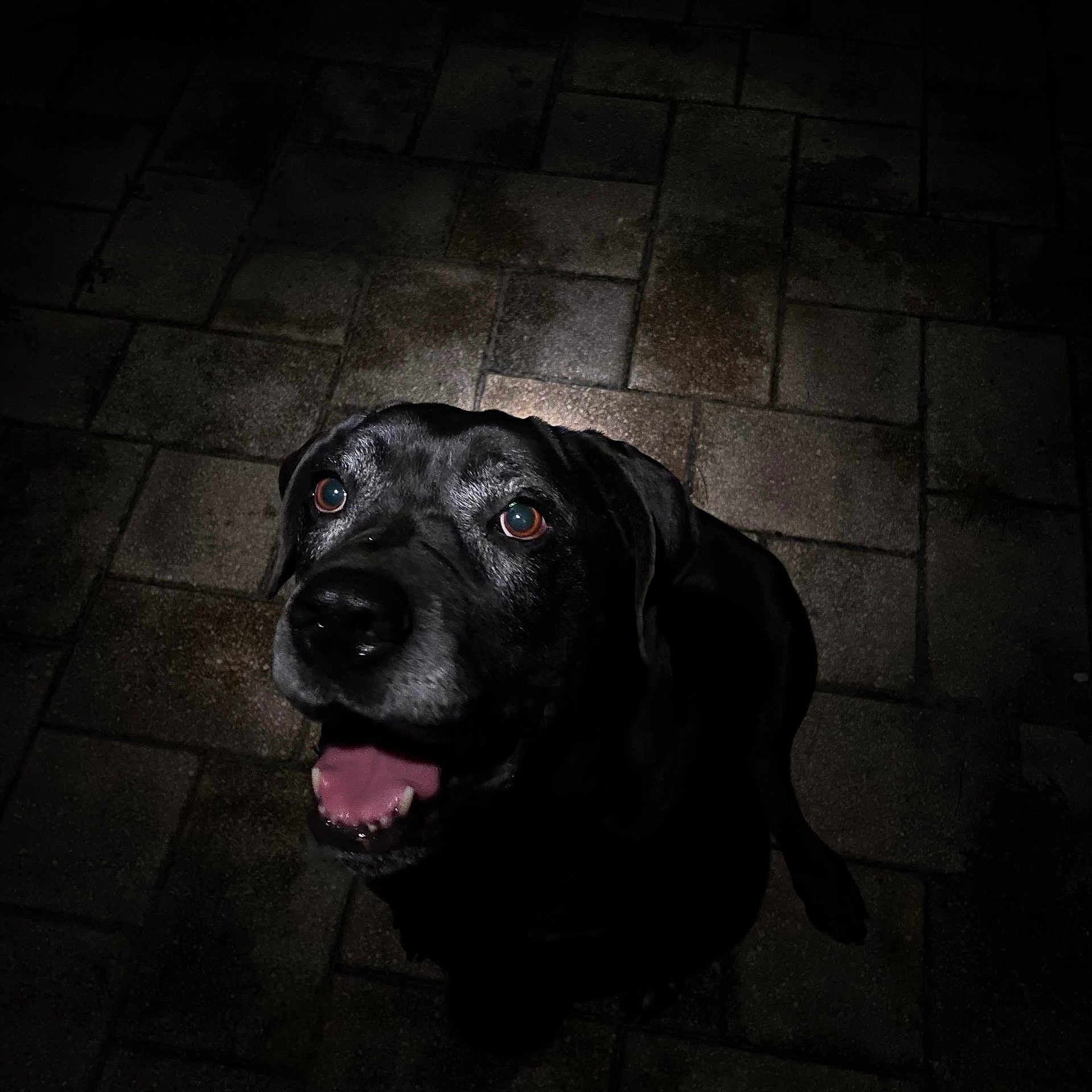 Bella