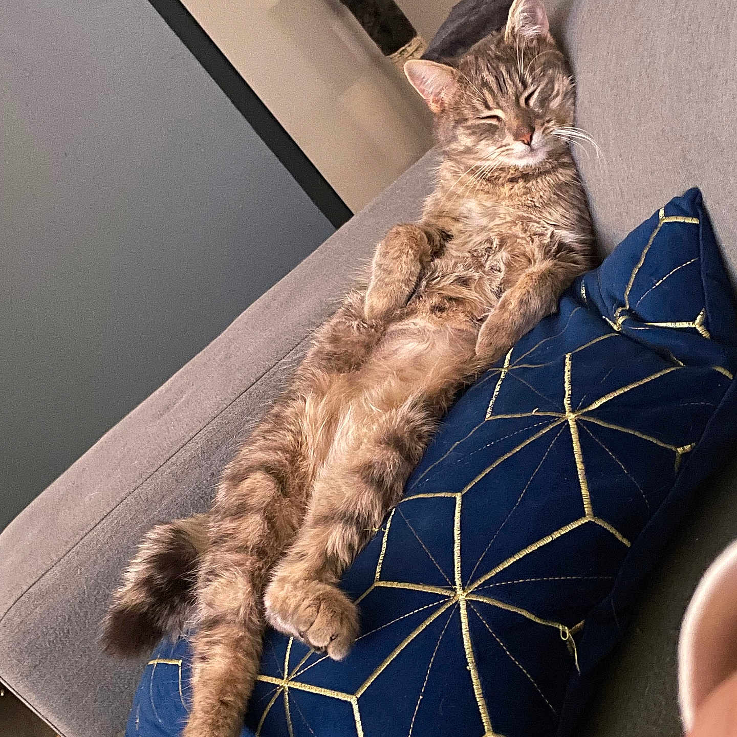 Bella participe au concours pour gagner de l'argent avec cette photo : abyssinian, animal, architecture, building, cat, chair, chaise, couch, cushion, furniture, homedecor, indoors, kitten, livingroom, manx, person, pet, pillow, room, sleeping