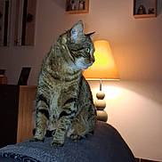 Rubie participe au concours pour gagner de l'argent avec cette photo : animal, cat, couch, cozy, decoration, domestic_animal, evening, feline, furniture, home, indoor, lamp, living_room, pet, quiet, resting, shelf, tabby_cat, wall, warm_lighting